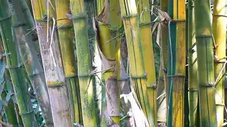 Bambusa types of bamboo in Assam