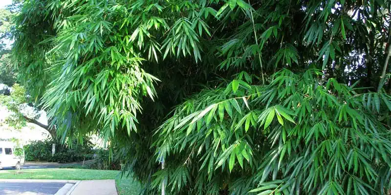 Gigantochloa types of bamboo in Assam