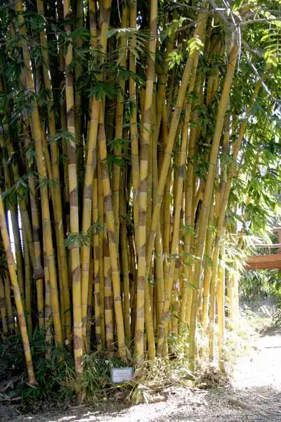 Schizostachyum types of bamboo in Assam