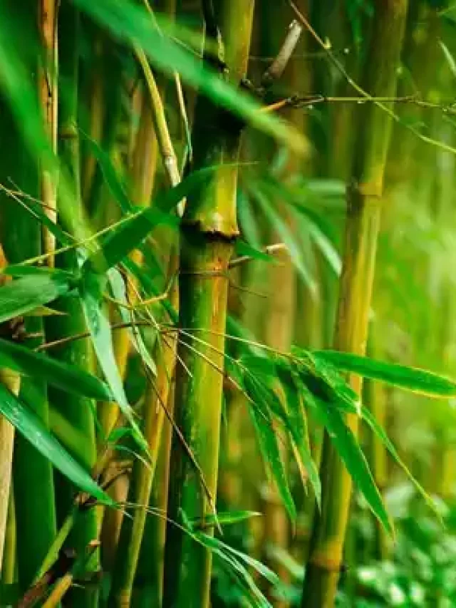cropped-types-of-bamboo-in-Assam.webp
