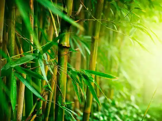 types of bamboo in Assam