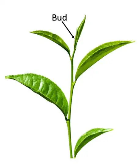 Manohari Gold Tea Leaves Bud