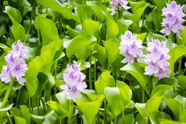 Water Hyacinth plant