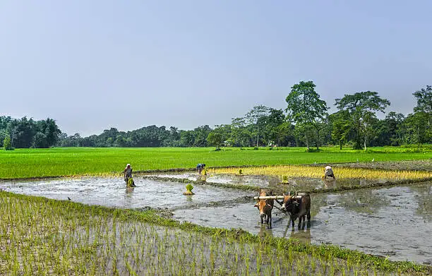 Assam Agriculture Schemes