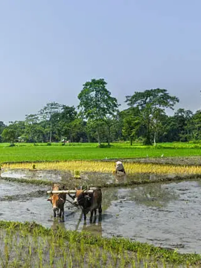 Assam Agriculture Schemes 2022